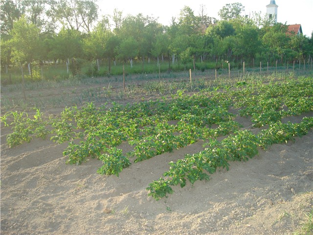 glicinija